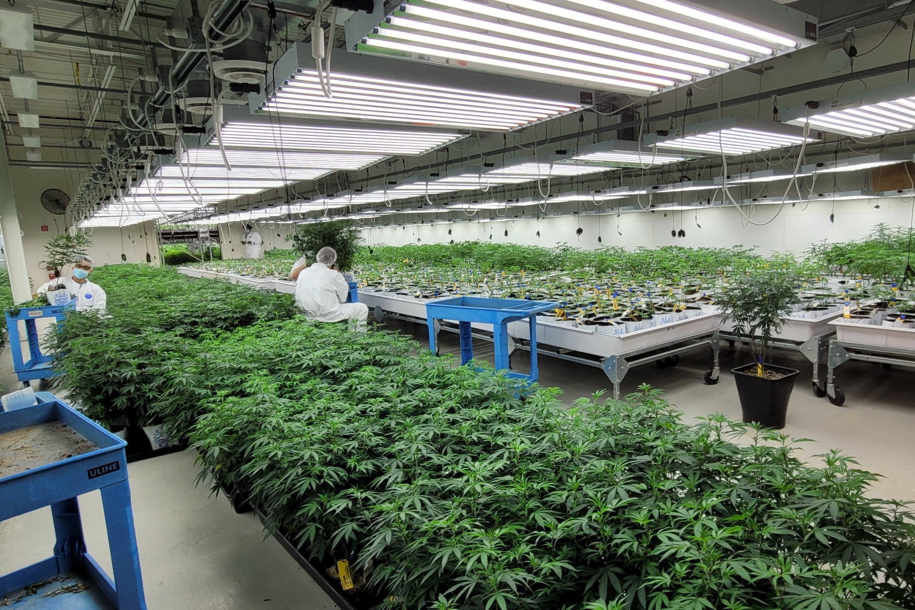 Garden Remedies in Fitchburg, MA. Reception Area, designed by Hardaway Sziabowski Architects.