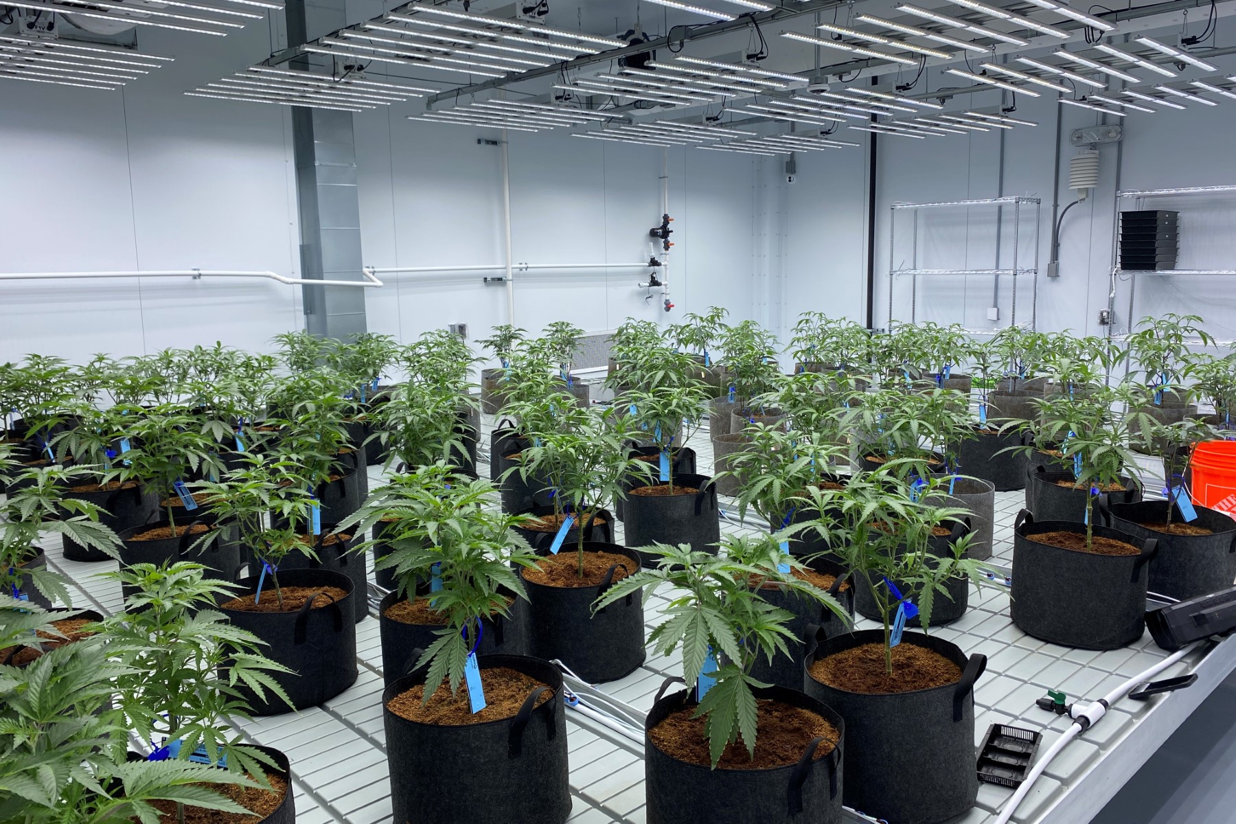 Top Shelf Cannaseurs in Uxbridge, MA. Reception Area, designed by Hardaway Sziabowski Architects.